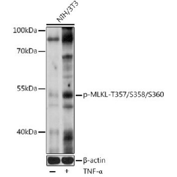 Anti-Phospho-MLKL-T357/S358/S360 antibody produced in rabbit，100UL，SAB5700557-100UL，Sigma