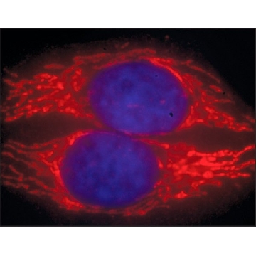 Anti-Mouse IgG (H+L), CF™ 594 antibody produced in goat，50UL，SAB4600105-50UL，Sigma