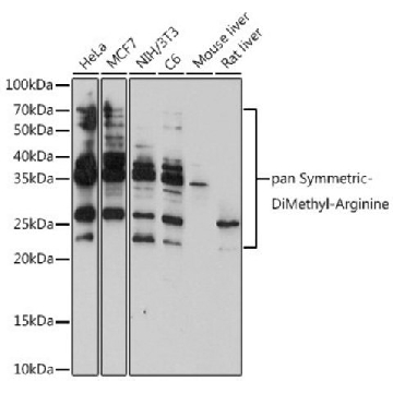 Anti-pan-Symmetric-Di-Methyl Arginine antibody produced in rabbit，100UL，SAB5701127-100UL，Sigma