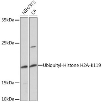 Anti-Ubiquityl-Histone H2A-K119 antibody produced in rabbit，100UL，SAB5701109-100UL，Sigma