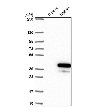 Anti-OSER1 antibody produced in rabbit，100UL，HPA045125-100UL，Sigma