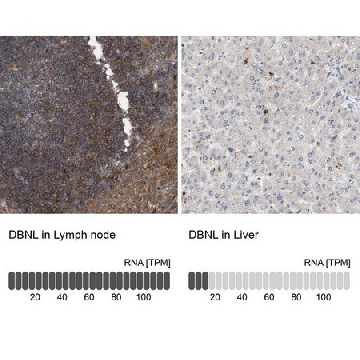 Anti-DBNL antibody produced in rabbit，100UL，HPA020265-100UL，Sigma