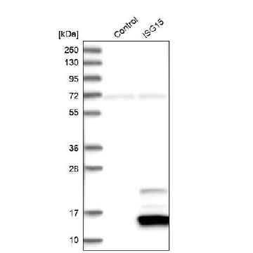 Anti-ISG15 antibody produced in rabbit，100UL，HPA004627-100UL，Sigma