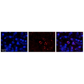 Anti-FANCL antibody produced in rabbit，100UL，SAB2104385-100UL，Sigma