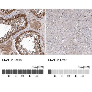 Anti-ENAH antibody produced in rabbit，100UL，HPA028696-100UL，Sigma