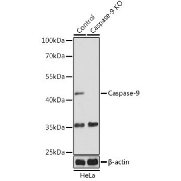 Anti-Caspase 9 antibody produced in rabbit，100UL，SAB5700630-100UL，Sigma
