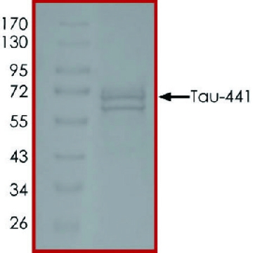 TAU-441, GSK3BETA-Phosphorylated，50UG，SRP0689-50UG，Sigma