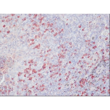 抗-鸡 IgY（IgG）（全分子）−过氧化物酶 兔抗，1ML，A9046-1ML，Sigma