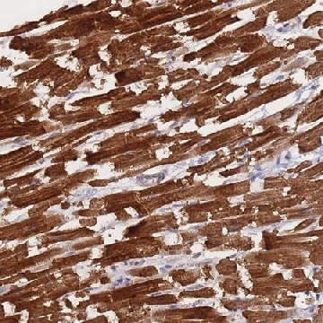 Anti-METRN antibody produced in rabbit，100UL，HPA051164-100UL，Sigma