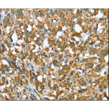 Anti-CSMD1 antibody produced in rabbit，100UL，SAB4301072-100UL，Sigma
