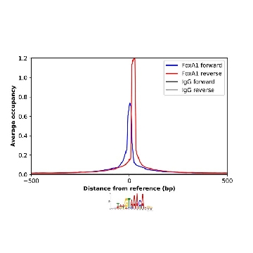 Anti-FOXA1 antibody produced in rabbit，100UL，HPA050505-100UL，Sigma
