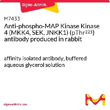 Anti-phospho-MAP Kinase Kinase 4 (MKK4, SEK, JNKK1) (pThr²²³) antibody produced in rabbit，0.1ML，M7433-.1ML，Sigma