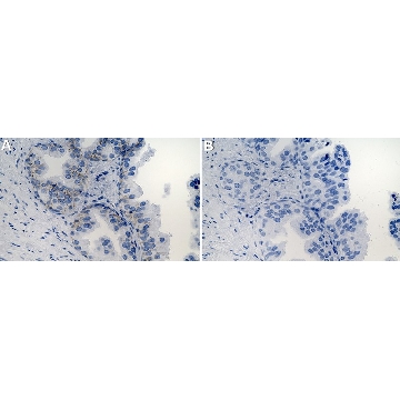 Anti-Syntaxin 4 Antibody, clone 1B9 ZooMAb® Rabbit Monoclonal，25UL，ZRB2398-25UL，Sigma