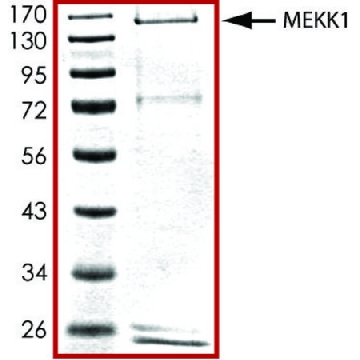 MEKK1 (900-1748)，有源，GST 标记 人，10UG，SRP5047-10UG，Sigma