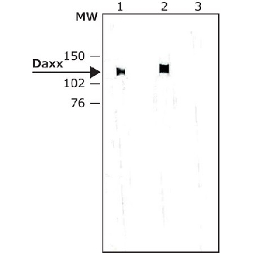 Anti-Daxx antibody produced in rabbit，0.2ML，D7810-.2ML，Sigma