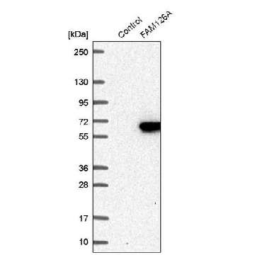 Anti-FAM126A antibody produced in rabbit，100UL，HPA042873-100UL，Sigma