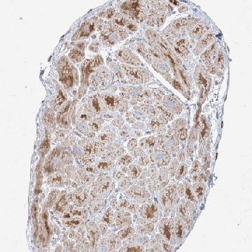 Anti-MTX2 antibody produced in rabbit，100UL，HPA031550-100UL，Sigma