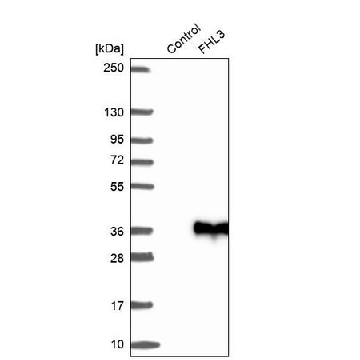 Anti-FHL3 antibody produced in rabbit，100UL，HPA045723-100UL，Sigma