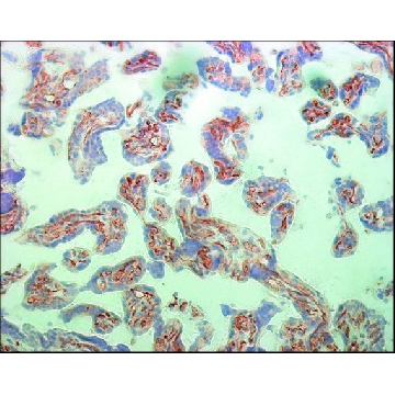 Monoclonal Anti-Vascular Endothelial Growth Factor Receptor-2 antibody produced in mouse，0.2ML，V9134-.2ML，Sigma