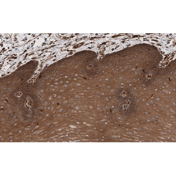Anti-Rac1 Antibody, clone 23A8 ZooMAb® Mouse Monoclonal，25UL，ZMS1023-25UL，Sigma