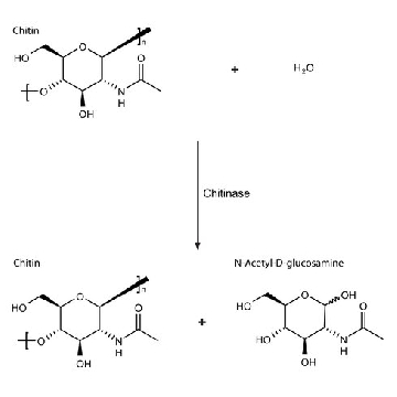 灰链霉菌来源几丁质酶，25UNITS，C6137-25UN，Sigma