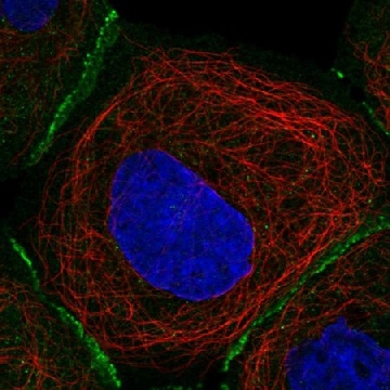 Anti-FBLN7 antibody produced in rabbit，100UL，HPA034992-100UL，Sigma