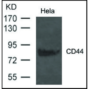 Anti-CD44 antibody produced in rabbit，100UG，SAB4300691-100UG，Sigma