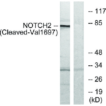 抗-NOTCH2 (Cleaved-Val¹⁶⁹⁷) 兔抗，100UG，SAB4502022-100UG，Sigma