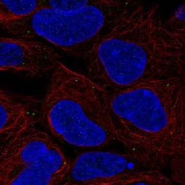 Anti-BSG antibody produced in rabbit，100UL，HPA074870-100UL，Sigma