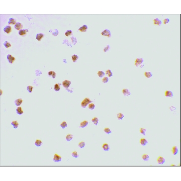 Anti-TLR7 antibody produced in rabbit，100UG，PRS3269-100UG，Sigma