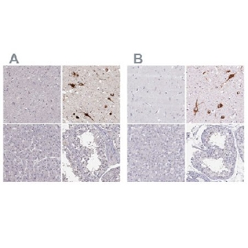 Anti-PMCH antibody produced in rabbit，100UL，HPA061884-100UL，Sigma