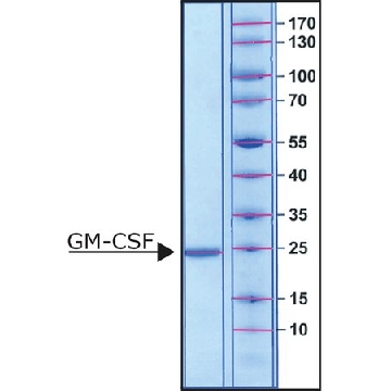 Granulocyte-Macrophage Colony-Stimulating Factor human，20UG，SRP3050-20UG，Sigma