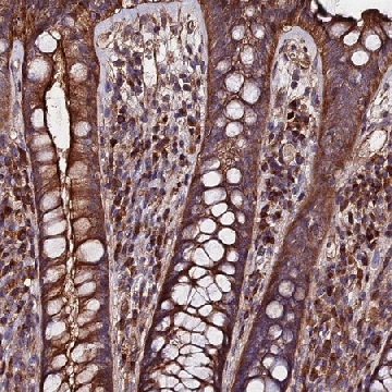 Anti-EXT1 antibody produced in rabbit，100UL，HPA044394-100UL，Sigma