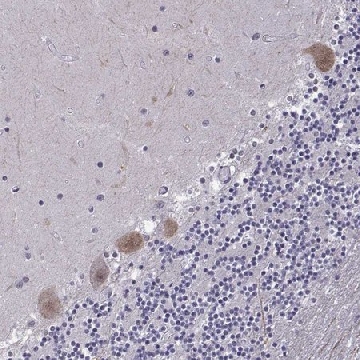 Anti-FGF3 antibody produced in rabbit，100UL，HPA012692-100UL，Sigma