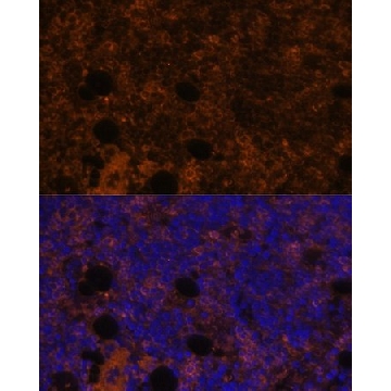 Anti-CD11B antibody produced in rabbit，100UL，SAB5700749-100UL，Sigma
