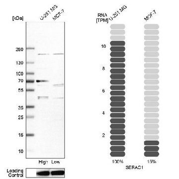 Anti-SERAC1 antibody produced in rabbit，100UL，HPA025716-100UL，Sigma