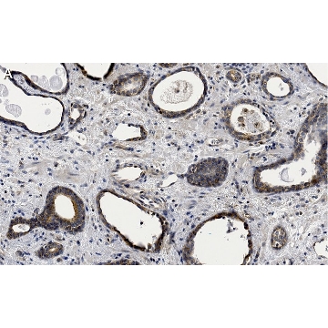 Anti-phospho-mTOR-(Ser2448) Antibody, clone 1C22 ZooMAb® Rabbit Monoclonal，4X25UL，ZRB1553-4X25UL，Sigma