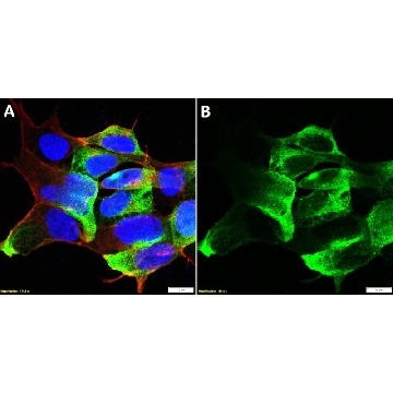 Anti-GFRAL Antibody, clone 1F5 ZooMAb® Rabbit Monoclonal，，ZRB2910-4X25UL，Sigma