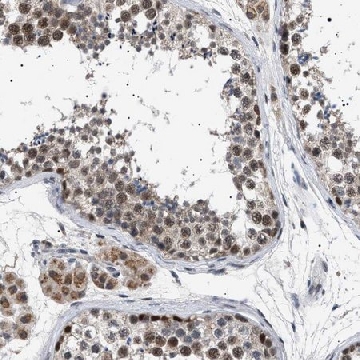 Anti-POLR2A antibody produced in rabbit，100UL，HPA021563-100UL，Sigma