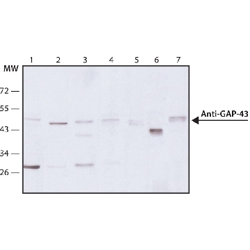 Monoclonal Anti-Growth Associated Protein-43 antibody produced in mouse，100UL，G9264-100UL，Sigma