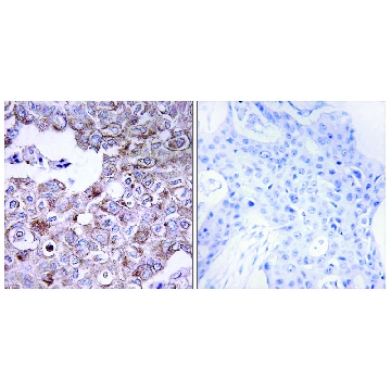 Anti-MUC1 antibody produced in rabbit，100UG，SAB4501933-100UG，Sigma