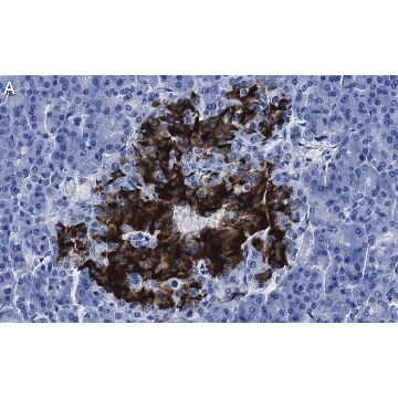 Anti-Insulin Antibody, clone 3B5 ZooMAb® Rabbit Monoclonal，25UL，ZRB1138-25UL，Sigma