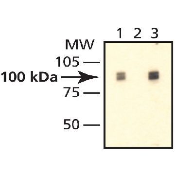 Anti-PM/Scl-100 antibody produced in rabbit，200UL，P4124-200UL，Sigma