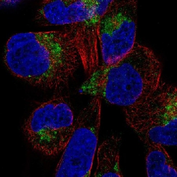 Anti-DIRC2 antibody produced in rabbit，100UL，HPA072579-100UL，Sigma