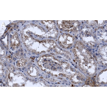 Anti-Sulfotyrosine Antibody, clone Sulfo-1C-A2 ZooMAb® Mouse Monoclonal，4X25UL，ZMS1096-4X25UL，Sigma