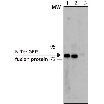 抗绿色荧光蛋白(GFP)抗体，小鼠单克隆，100UL，SAB4200681-100UL，Sigma
