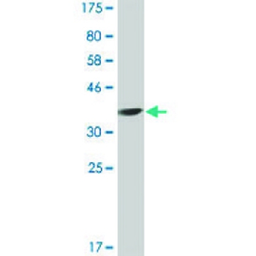 Monoclonal Anti-APOL3 antibody produced in mouse，200UL，SAB1405289-200UL，Sigma