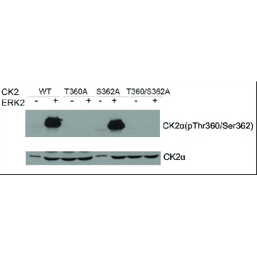 Anti-phospho-CK2α (pThr³⁶⁰/Ser³⁶²) antibody produced in rabbit，100UG，SAB4300628-100UG，Sigma