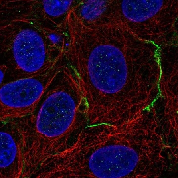 Anti-CELSR1 antibody produced in rabbit，100UL，HPA060521-100UL，Sigma