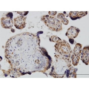 Monoclonal Anti-YAP1 antibody produced in mouse，100UG，SAB1404823-100UG，Sigma